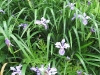 image22