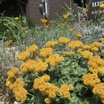 john-muir-house02