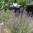 john-muir-house04