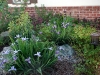 marys-irises-hummingbird-sages-miners-lettuce-and-flowering-currants