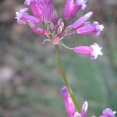 mead18