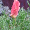 minor-new-031
