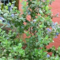 minor-new-032