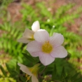 minor-new-033