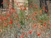 image09