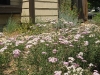 image10