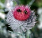 image003