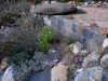 rockgarden