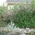 brancheau-11