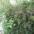 brancheau-2_0