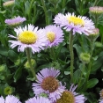 coville-3