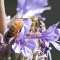 ledgerwood-bees-1