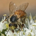ledgerwood-bees-12