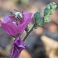 ledgerwood-bees-5