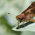 ledgerwood-moths-etc-8