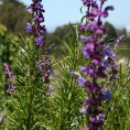 wiseman-new-075