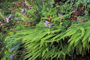 Fleming's Garden © Saxon Holt Photography