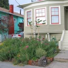 Dan Rademacher and Tamara Schwarz's garden