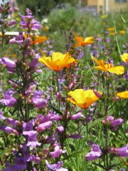 california-native-bee-garden43