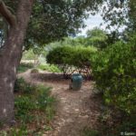 California native plant backyard climate resilient garden with evergreen manzanita shrubs, (Arctostaphylos) lining dirt path under California live oak tree (Quercus agrifolia), Simons - Bringing Back the Natives