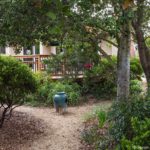 Backyard climate resilient habitat garden with urn fountain in earthen path under Oak trees (Quercus agrifolia), Simons California native plant garden, Bringing Back the Natives