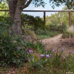 Simons backyard California native plant garden under Oak tree with Iris and Mahonia, Bringing Back the Natives