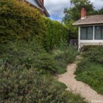 Dirt path by evergreen privacy shrub border in front yard California native plant garden with low shrub groundcover, Simons, Bringing Back the Natives