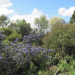 idell-weydemeyer-ceonothus-large