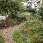 California native plant front yard garden in urban drought tolerant low maintenance small space lawn alternative