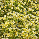 limnanthes-douglasii-by_tev_lee_03