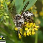 california-native-bee-garden16