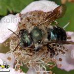 california-native-bee-garden17