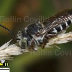 california-native-bee-garden20