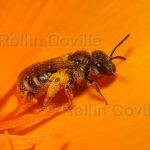 california-native-bee-garden22