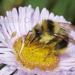 california-native-bee-garden23