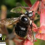 california-native-bee-garden28