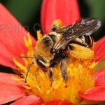california-native-bee-garden29
