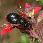 california-native-bee-garden33