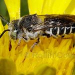 california-native-bee-garden34
