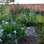 marys-irises-hummingbird-sages-miners-lettuce-and-flowering-currants