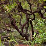 Dark branches of open pruned evergreen shrub, Vine Hill Manzanita Arctostaphylos densiflora in Kyte California native plant garden. Saxon's photo