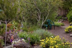 Gravel path with chairs by drought tolerant mixed border garden bed with trees, shrubs, perennials and grasses in Kyte California native plant garden