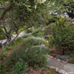 Front yard California native plant garden with well mulched trees and shrubs, manzanita by house is Arctostaphylos refugioensis; Robert Finkel summer-dry Oakland, California; Bringing Back the Natives Tour 2022