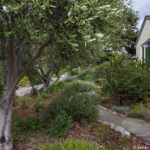 Front yard California summer-dry garden with well mulched olive trees and shrubs; Robert Finkel Oakland, California; Bringing Back the Natives Tour 2022