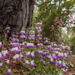 Collinsia heterophylla, Purple Chinese houses, California native wildflowers under Oak tree in Robert Finkel summer-dry Oakland, California front yard garden with California native plants; Bringing Back the Natives Tour 2022