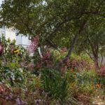 California native wildflowers, with coral bells (Heuchera) with naturalistic groundcovers under mulched Oak tree in Robert Finkel summer-dry Oakland, California front yard garden on slope with California native plants; Bringing Back the Natives Tour 2022